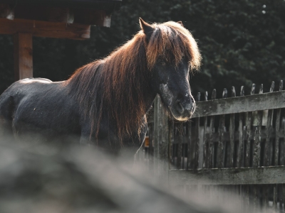 Poney - De Zonnegloed - Refuge pour animaux